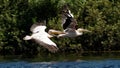 Pelicans in flight Royalty Free Stock Photo