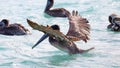 Pelicans flying over the sea in Miami, fishing in the shore at surf-shore while hunting for food.