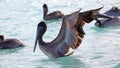 Pelicans flying over the sea in Miami, fishing in the shore at surf-shore while hunting for food.