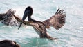 Pelicans flying over the sea in Miami, fishing in the shore at surf-shore while hunting for food.