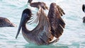 Pelicans flying over the sea in Miami, fishing in the shore at surf-shore while hunting for food.