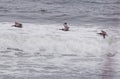 Pelicans flying over the Waves on the Outer Banks