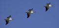 Pelicans flying in sky Royalty Free Stock Photo