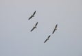 Pelicans Flying in Sky