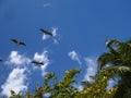 Pelicans flying in sunny day. Royalty Free Stock Photo