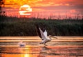 Pelicans flying at sunrise in Danube Delta, Romania