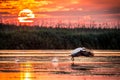 Pelicans flying at sunrise in Danube Delta, Romania Royalty Free Stock Photo