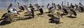 Pelicans at the foreshore during the summer