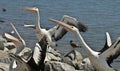 Pelicans on the foreshore -Tooradin compete to catch a Fishermans fish rejects. Royalty Free Stock Photo