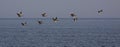 Pelicans in Formation at North Beach Seabrook Island Royalty Free Stock Photo