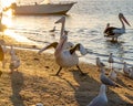 Pelicans in a Funny Pose Rivershore in Noosaville, Queensland, Australia. Wild Animal Concept Royalty Free Stock Photo