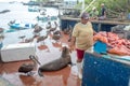 Pelicans and a Galapagos Sea Lion Beg for food at the Santa Cruz Fish Market Royalty Free Stock Photo