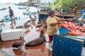 Pelicans and a Galapagos Sea Lion Beg for food at the Santa Cruz Fish Market Royalty Free Stock Photo