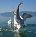 Pelicans Royalty Free Stock Photo