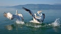 Pelicans Royalty Free Stock Photo