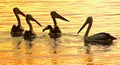 Pelicans