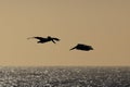 Pelicans gliding along the central coast of Cambria California USA Royalty Free Stock Photo