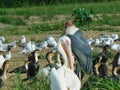 pelicans in the grassland at summertime