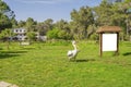 Pelicans in green open field. Big birds with large beaks sitting in the sun in nice weather. Royalty Free Stock Photo