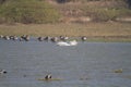 Pelicans and Greylag Geese in shallow water in Gujarat