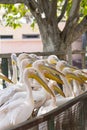 Pelicans group