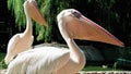 Pelicans gular sac, detailed side view of light beige wildbird, close-up of huge light pink pelican