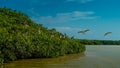 Pelicans and gulls in the mangroves in Celestun National Park. Mexico