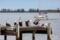 Pelicans on Hectors Jetty on the Fleurieu Peninsula Goolwa South Australia on 3rd April 2019 Royalty Free Stock Photo