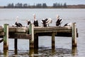 Pelicans on Hectors Jetty on the Fleurieu Peninsula Goolwa South Australia on 3rd April 2019 Royalty Free Stock Photo