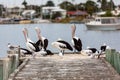 Pelicans on Hectors Jetty on the Fleurieu Peninsula Goolwa South Australia on 3rd April 2019 Royalty Free Stock Photo