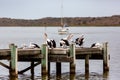 Pelicans on Hectors Jetty on the Fleurieu Peninsula Goolwa South Australia on 3rd April 2019 Royalty Free Stock Photo