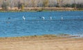 Pelicans and herons at Milford Lake