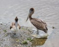 Pelicans in Huntington Beach State Park, South Carolina