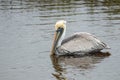 Pelicans in Huntington Beach State Park, South Carolina