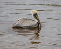 Pelicans in Huntington Beach State Park, South Carolina