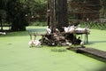 Pelicans on an idle summer day Royalty Free Stock Photo