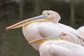 pelicans at Jihlava ZOO, Czech Republic