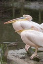 pelicans at Jihlava ZOO, Czech Republic