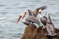 Pelicans jostling for position in Abalone cove on the central coast of Cambria California United States