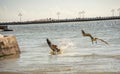 Key West, Florida - Beautiful pelican catching the fish in the ocean water Royalty Free Stock Photo