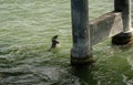 Key West, Florida - pelican diving under water to catch a fish Royalty Free Stock Photo