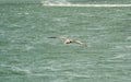 Key West, Florida - pelican flying low above the water looking for fish Royalty Free Stock Photo