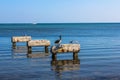 Pelicans Key West Royalty Free Stock Photo