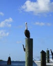 Pelicans at Key West Royalty Free Stock Photo