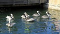 Pelicans at Key West Royalty Free Stock Photo