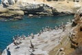 Pelicans at La Jolla Cove Royalty Free Stock Photo