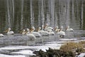 Pelicans on a Lake