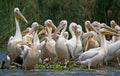 Pelicans on Lake Naivasha