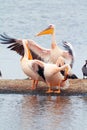 Pelicans, Lake Nakuru Royalty Free Stock Photo