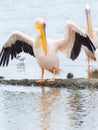 Pelicans, Lake Nakuru Royalty Free Stock Photo